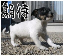 MIEDOG Jack Russell terrier sticker 8 sticker #14743548