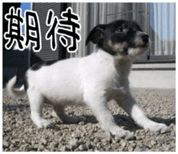 MIEDOG Jack Russell terrier sticker 8 sticker #14743548