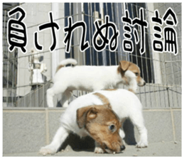 MIEDOG Jack Russell terrier sticker 8 sticker #14743549