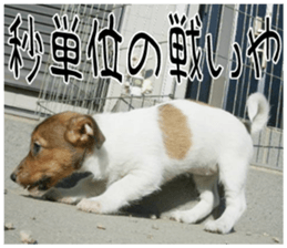 MIEDOG Jack Russell terrier sticker 8 sticker #14743550