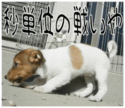 MIEDOG Jack Russell terrier sticker 8 sticker #14743550