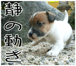 MIEDOG Jack Russell terrier sticker 8 sticker #14743551