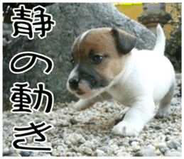 MIEDOG Jack Russell terrier sticker 8 sticker #14743551