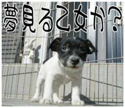 MIEDOG Jack Russell terrier sticker 8 sticker #14743552