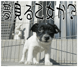 MIEDOG Jack Russell terrier sticker 8 sticker #14743552