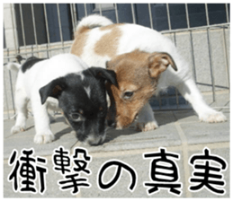 MIEDOG Jack Russell terrier sticker 8 sticker #14743554