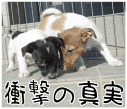 MIEDOG Jack Russell terrier sticker 8 sticker #14743554