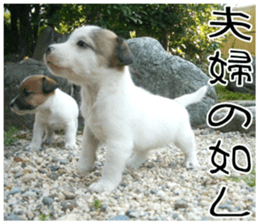 MIEDOG Jack Russell terrier sticker 8 sticker #14743555