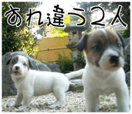 MIEDOG Jack Russell terrier sticker 8 sticker #14743556