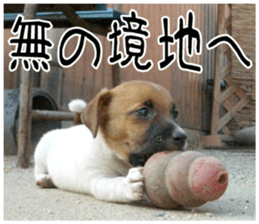 MIEDOG Jack Russell terrier sticker 8 sticker #14743557