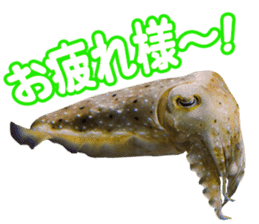 Okinawa's saltwater fish sticker #14744059