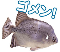 Okinawa's saltwater fish sticker #14744061