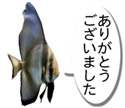 Okinawa's saltwater fish sticker #14744062