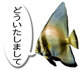 Okinawa's saltwater fish sticker #14744063