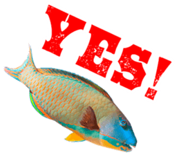 Okinawa's saltwater fish sticker #14744065