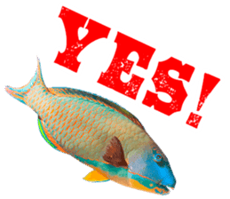 Okinawa's saltwater fish sticker #14744065