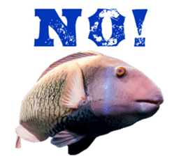 Okinawa's saltwater fish sticker #14744066
