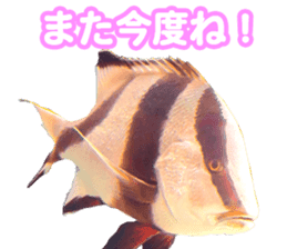 Okinawa's saltwater fish sticker #14744070