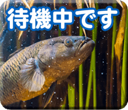 Okinawa's saltwater fish sticker #14744071