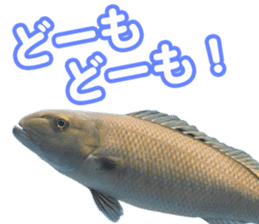 Okinawa's saltwater fish sticker #14744073