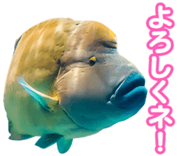 Okinawa's saltwater fish sticker #14744074