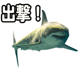 Okinawa's saltwater fish sticker #14744075