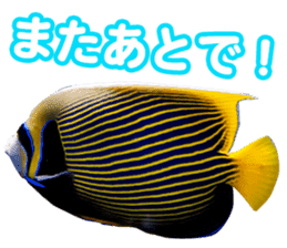 Okinawa's saltwater fish sticker #14744077