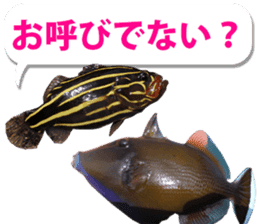 Okinawa's saltwater fish 3 sticker #14744527
