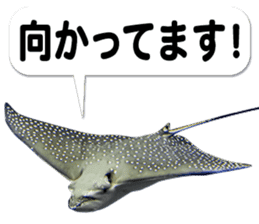 Okinawa's saltwater fish 3 sticker #14744530