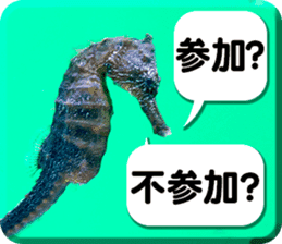 Okinawa's saltwater fish 3 sticker #14744535