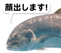 Okinawa's saltwater fish 3 sticker #14744537
