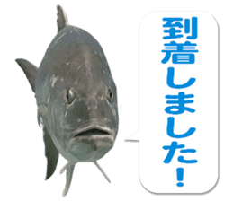 Okinawa's saltwater fish 3 sticker #14744538
