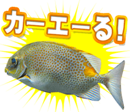 Okinawa's saltwater fish 3 sticker #14744540
