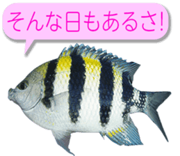 Okinawa's saltwater fish 3 sticker #14744543