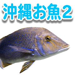 Okinawa's saltwater fish 2