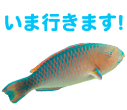 Okinawa's saltwater fish 2 sticker #14744627
