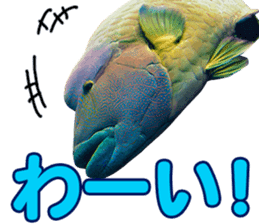 Okinawa's saltwater fish 2 sticker #14744628
