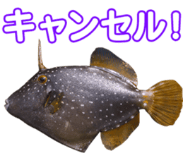 Okinawa's saltwater fish 2 sticker #14744631