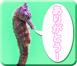Okinawa's saltwater fish 2 sticker #14744632