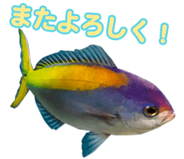 Okinawa's saltwater fish 2 sticker #14744633