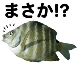 Okinawa's saltwater fish 2 sticker #14744634