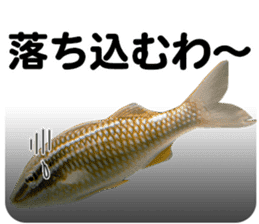 Okinawa's saltwater fish 2 sticker #14744635