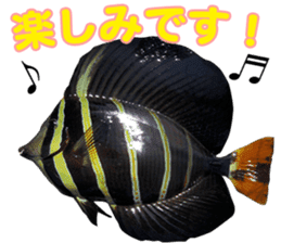 Okinawa's saltwater fish 2 sticker #14744636