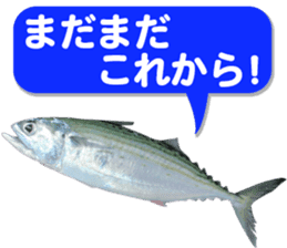 Okinawa's saltwater fish 2 sticker #14744637