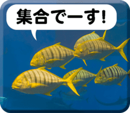 Okinawa's saltwater fish 2 sticker #14744642