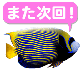Okinawa's saltwater fish 2 sticker #14744645