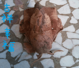 Ci round sticker #14744870