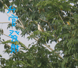 Ci round sticker #14744876