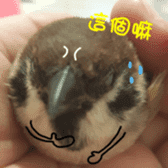 happy sparrow-doudou sticker #14758014