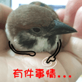 happy sparrow-doudou sticker #14758020